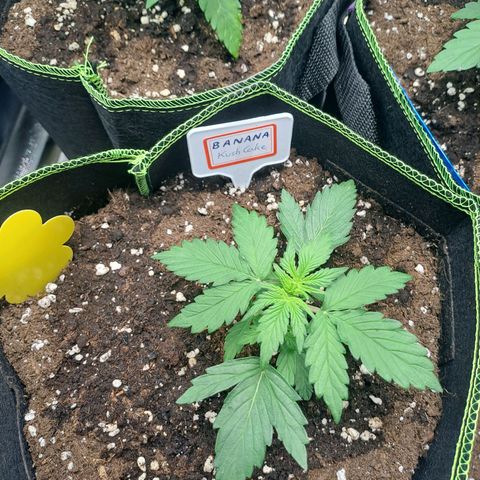 Banana Kush Cake  growlog timeline photo