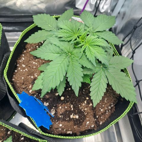 Caramellow Kush growlog timeline photo