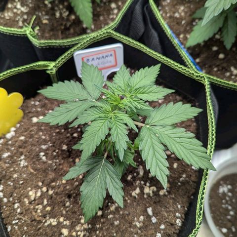 Banana Kush Cake  growlog timeline photo