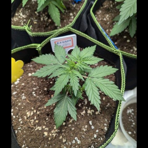 Banana Kush Cake  growlog timeline photo