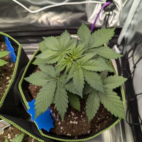 Caramellow Kush growlog timeline photo