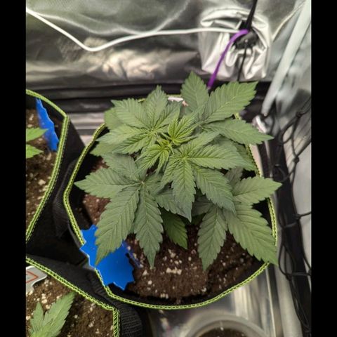 Caramellow Kush growlog timeline photo