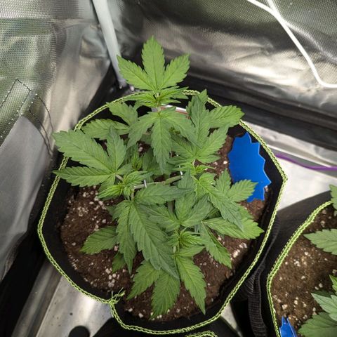 Sweet Tangerine Tango growlog timeline photo