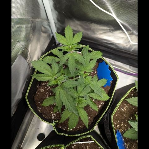 Sweet Tangerine Tango growlog timeline photo