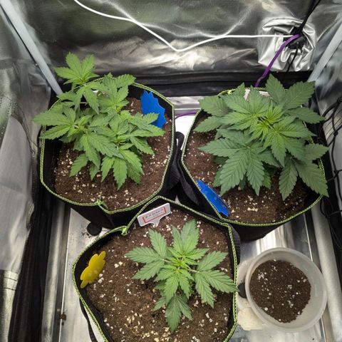Caramellow Kush growlog timeline photo
