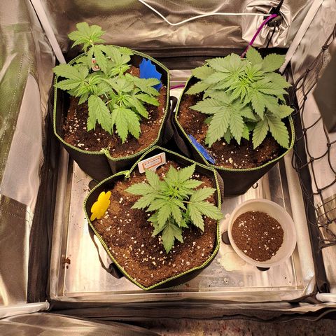 Caramellow Kush growlog timeline photo