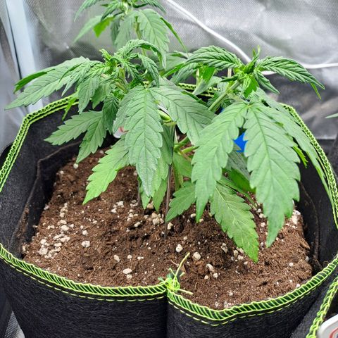 Sweet Tangerine Tango growlog timeline photo