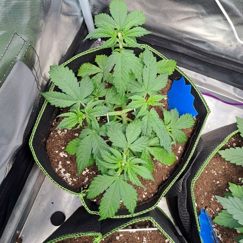 Sweet Tangerine Tango growlog timeline photo