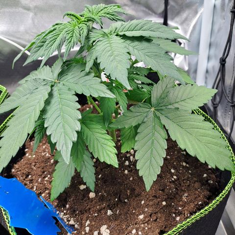 Caramellow Kush growlog timeline photo