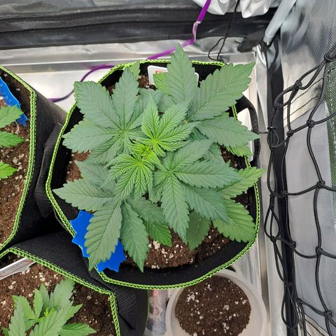 Caramellow Kush growlog timeline photo