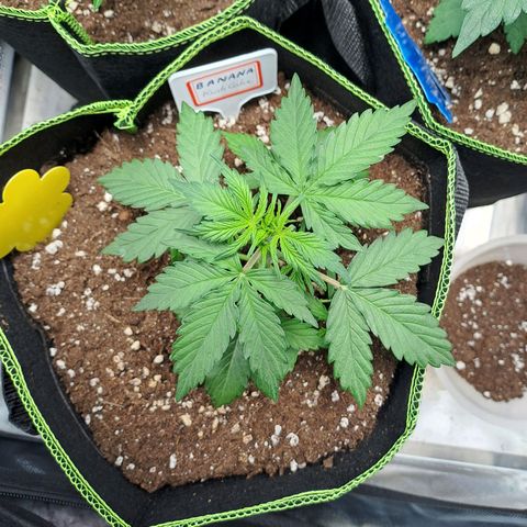 Banana Kush Cake  growlog timeline photo