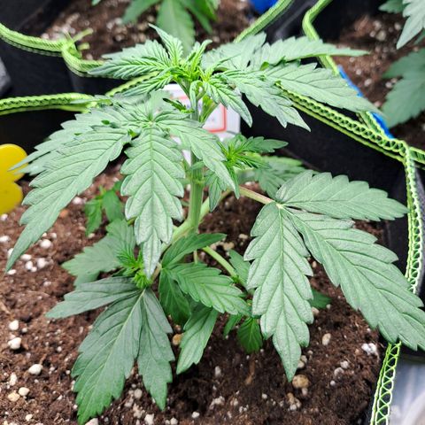 Banana Kush Cake  growlog timeline photo