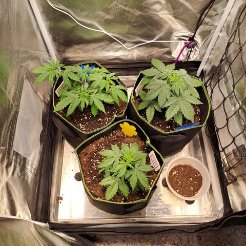 Caramellow Kush growlog timeline photo