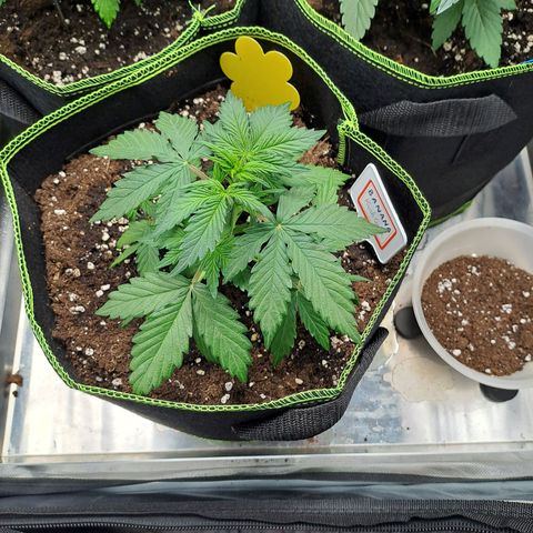 Banana Kush Cake  growlog timeline photo