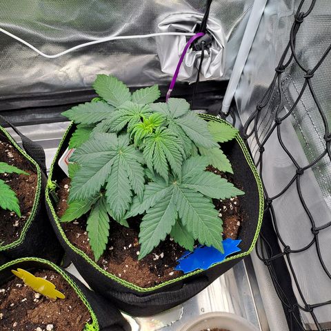 Caramellow Kush growlog timeline photo