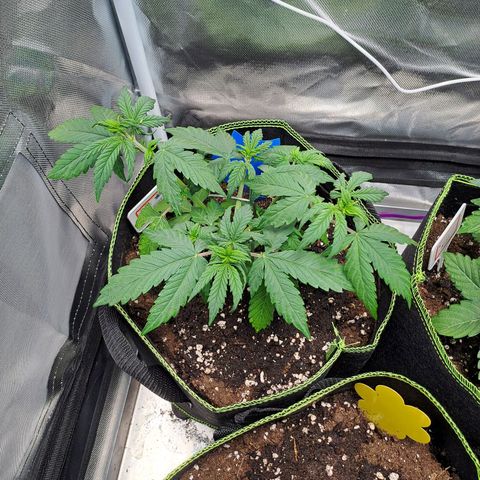Sweet Tangerine Tango growlog timeline photo