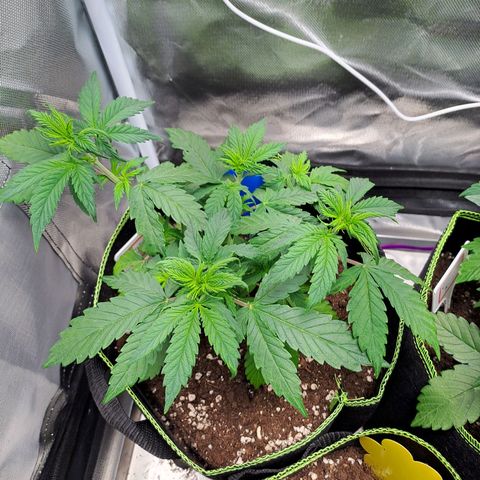 Sweet Tangerine Tango growlog timeline photo