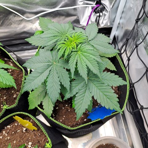 Caramellow Kush growlog timeline photo