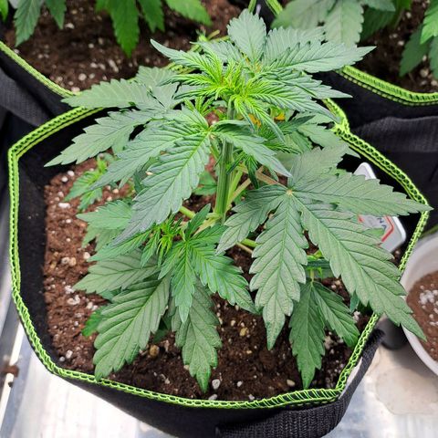 Banana Kush Cake  growlog timeline photo