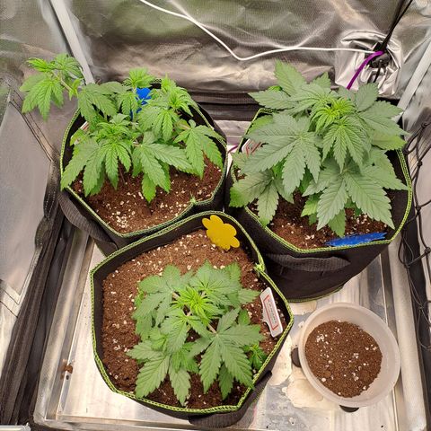Caramellow Kush growlog timeline photo