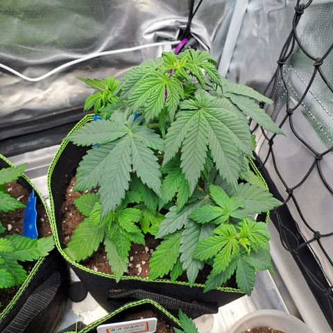 Caramellow Kush growlog timeline photo