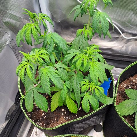 Sweet Tangerine Tango growlog timeline photo