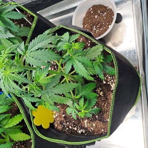 Banana Kush Cake  growlog timeline photo