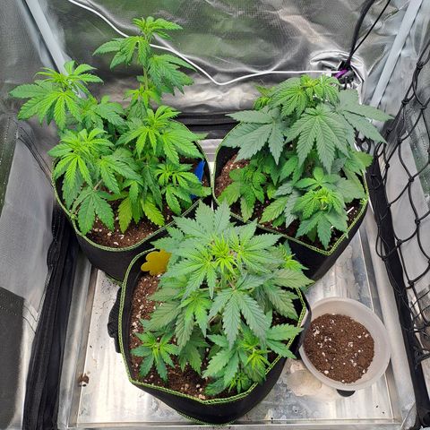 Caramellow Kush growlog timeline photo