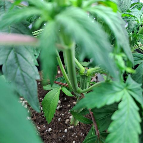 Sweet Tangerine Tango growlog timeline photo