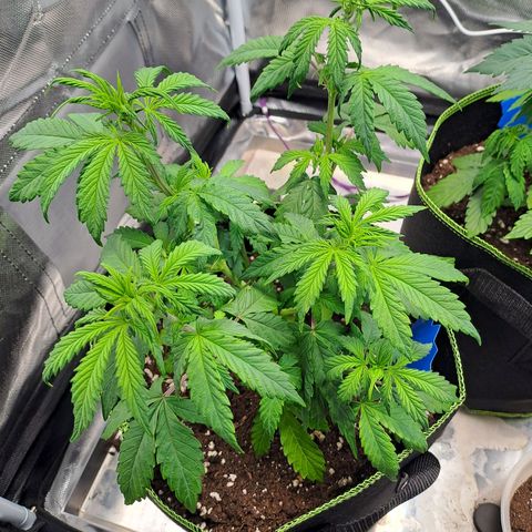 Sweet Tangerine Tango growlog timeline photo