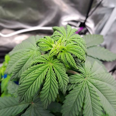 Caramellow Kush growlog timeline photo