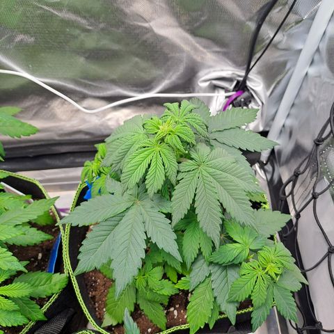 Caramellow Kush growlog timeline photo