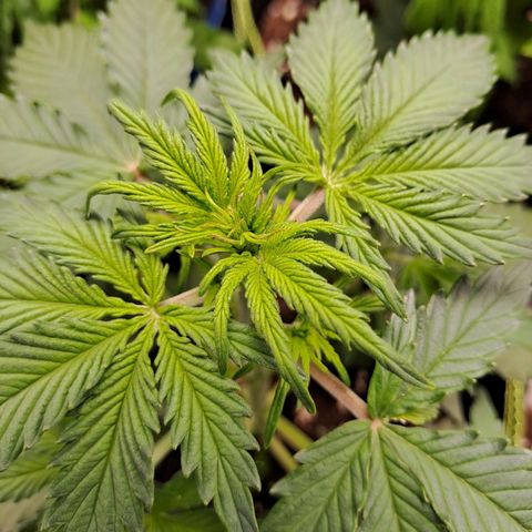 Banana Kush Cake  growlog timeline photo