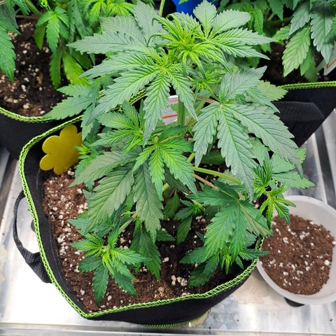Banana Kush Cake  growlog timeline photo