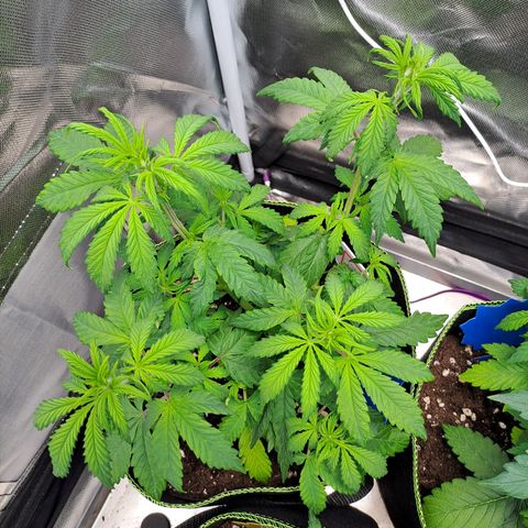 Sweet Tangerine Tango growlog timeline photo