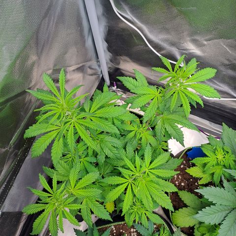 Sweet Tangerine Tango growlog timeline photo