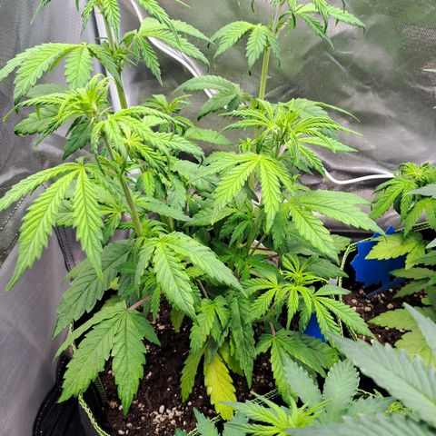 Sweet Tangerine Tango growlog timeline photo