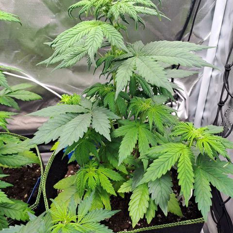 Caramellow Kush growlog timeline photo