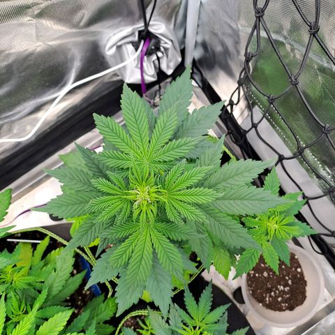 Caramellow Kush growlog timeline photo