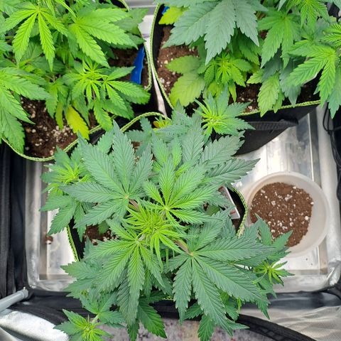 Banana Kush Cake  growlog timeline photo