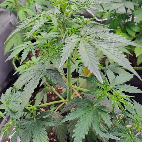 Banana Kush Cake  growlog timeline photo