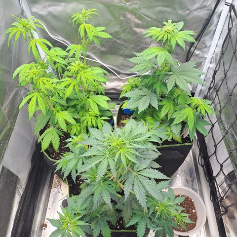 Caramellow Kush growlog timeline photo