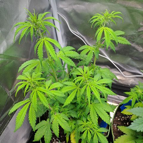 Sweet Tangerine Tango growlog timeline photo