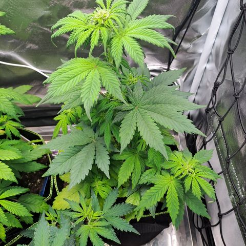 Caramellow Kush growlog timeline photo