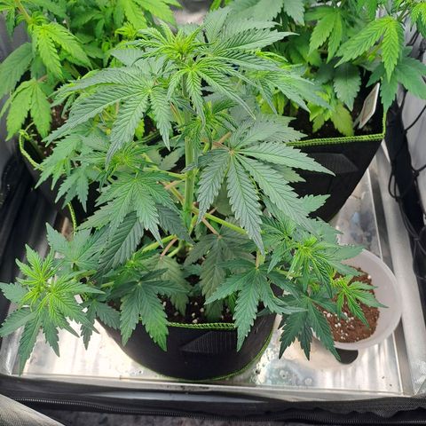 Banana Kush Cake  growlog timeline photo