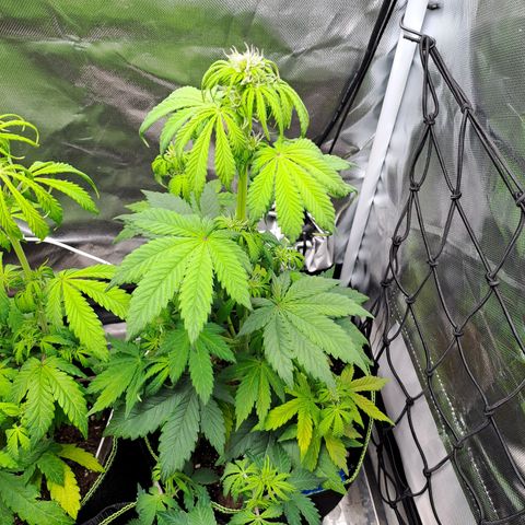 Caramellow Kush growlog timeline photo