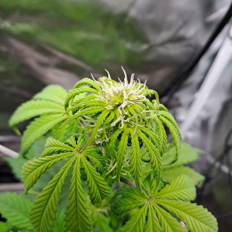Caramellow Kush growlog timeline photo