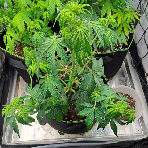 Banana Kush Cake  growlog timeline photo