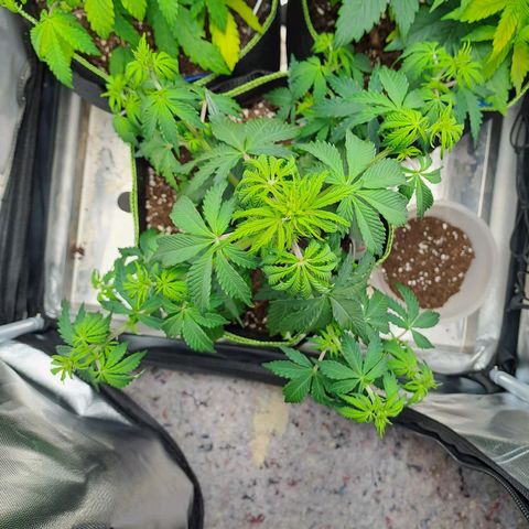 Banana Kush Cake  growlog timeline photo
