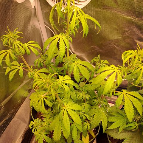 Sweet Tangerine Tango growlog timeline photo